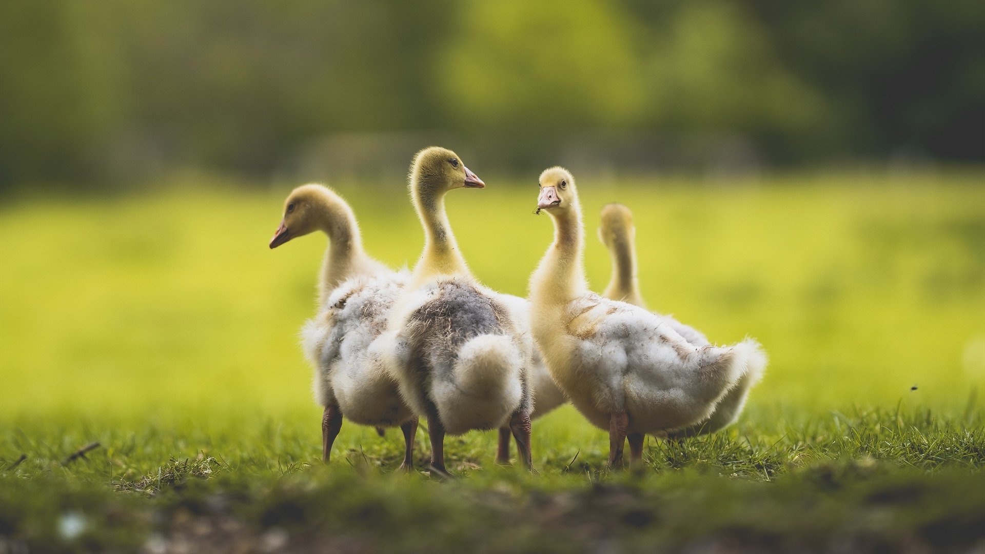 从几内亚到欧洲之巅，厄德高证明，真正的巨星在聚光灯下绽放